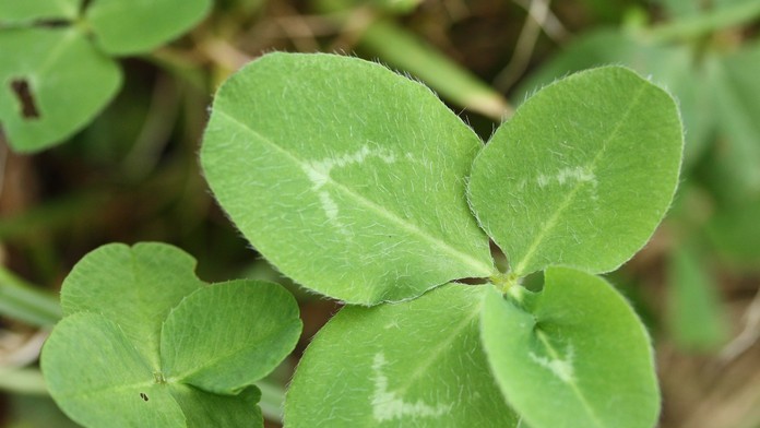 FOTO: Bude mať nekonečné šťastie. Japonec vypestoval rekordný „štvorlístok“