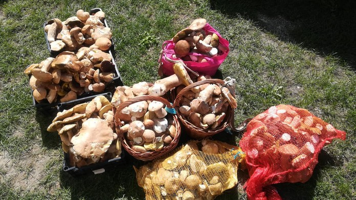 Nazbierané v nedeľu doobeda dvomi ľuďmi za štyri hodiny. Lokalita okolo Prievidze