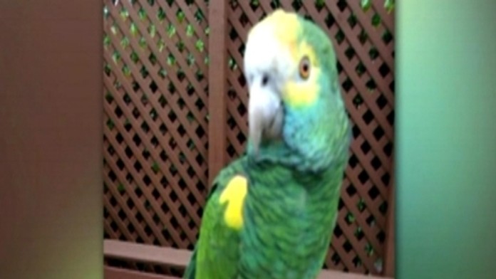 19 VO FOTO Papagaj.transferweb_jpg_bez_watermarku_1.jpg