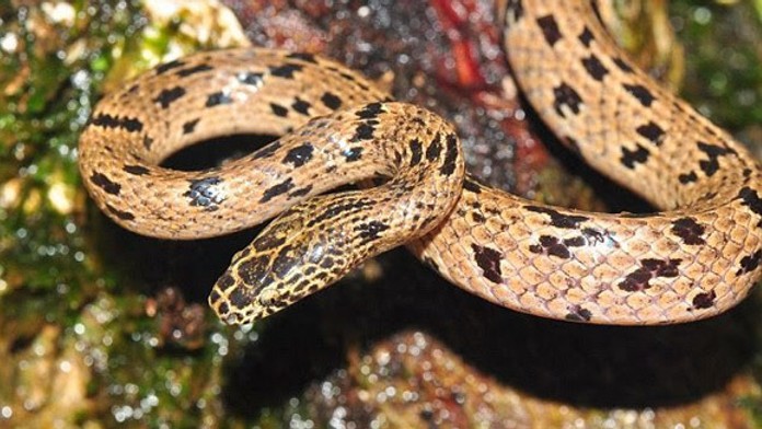 Lycodon_zoosvictoriae-vii.jpg