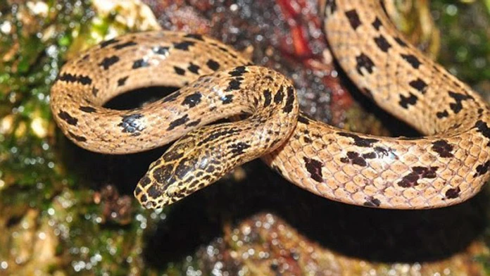Lycodon_zoosvictoriae-vii.jpg