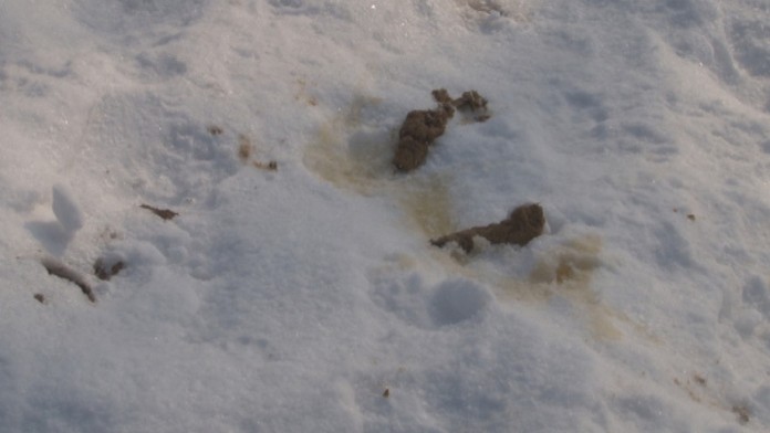 Moč a výkaly od psov na snehu.