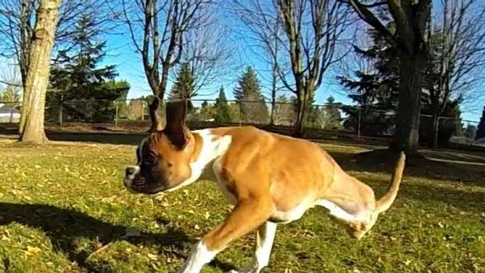 Boser Duncan nemá zadné končatiny