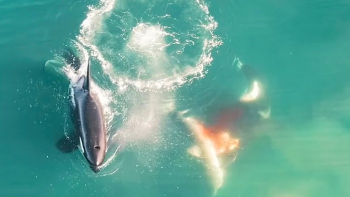Krásne i mrazivé zároveň. Zverejnili prvé zábery kosatiek loviacich najobávanejšieho žraloka