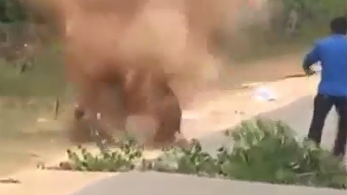 Pes prežil výbuch bomby.