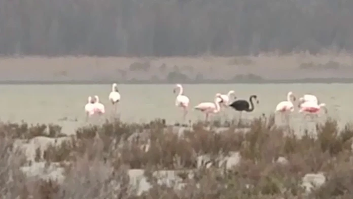 Čierny plameniak na Cypre