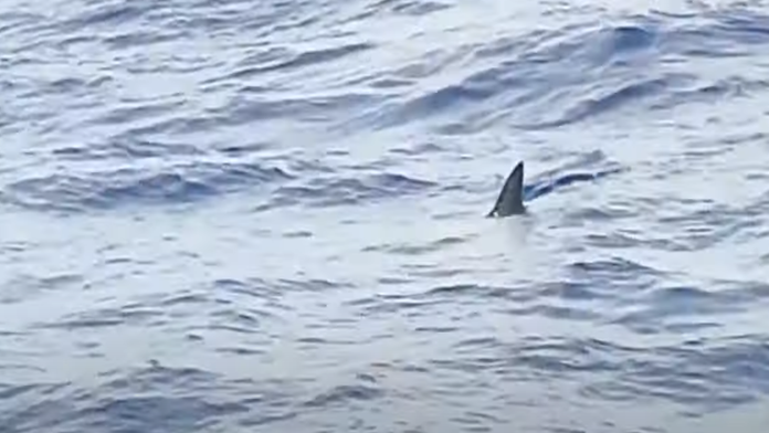 Žralok v obľúbenej destinácii: Tak blízko pri pevnine sa neobjavil 10 rokov