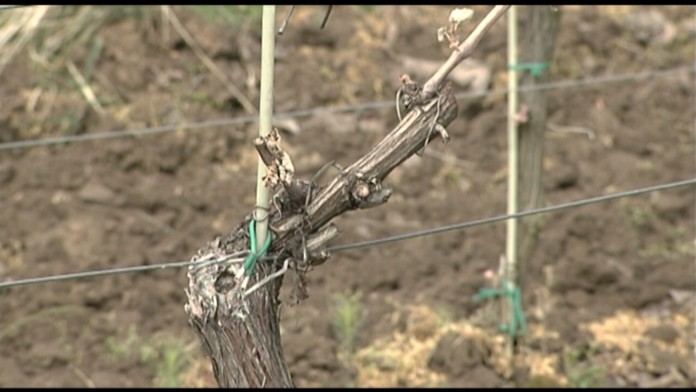 19 LV mraz znicil urodu.transferweb_jpg_bez_watermarku_1.jpg