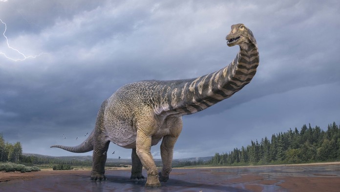 Australotitan cooperensis.jpg