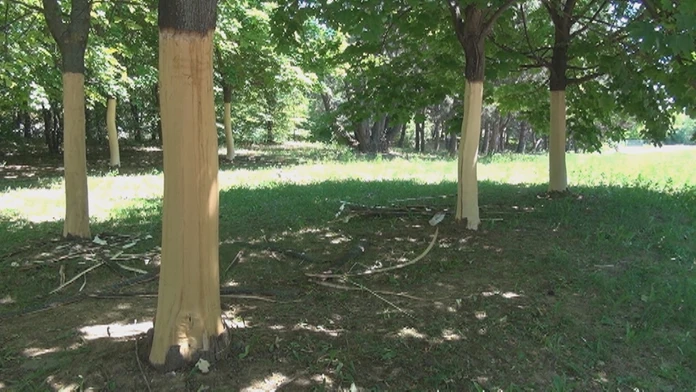 stromyweb_jpg_bez_watermarku_1.jpg