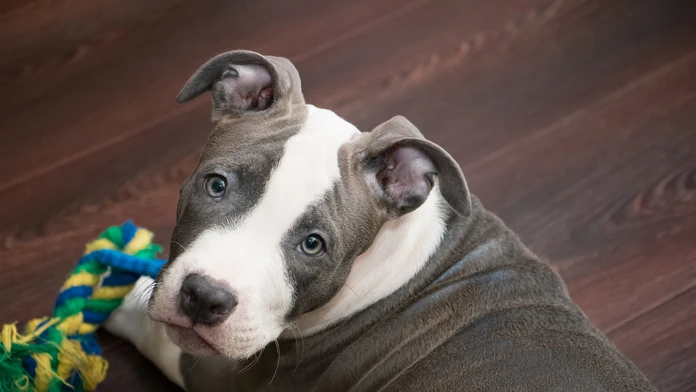 Pitbull