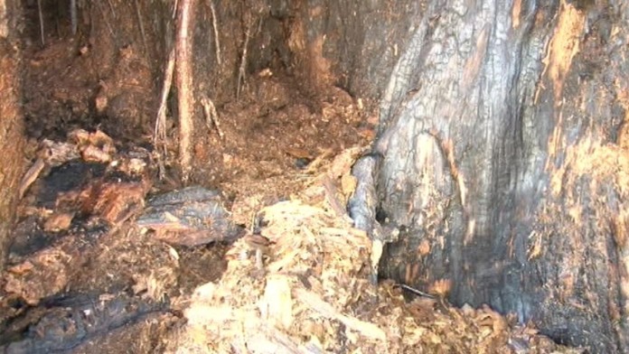 19 TN Podpalenie 200rocnej lipy.transferweb_jpg_bez_watermarku_1.jpg