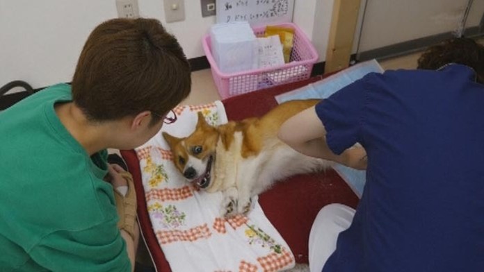 19 ZAHR Domov pre psov.transfer 2web_jpg_bez_watermarku_1.jpg