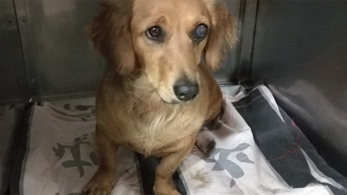 Toto je muž, ktorý pri Nitre zabil troch psov. Jedného sekerou, ostatné utopil 