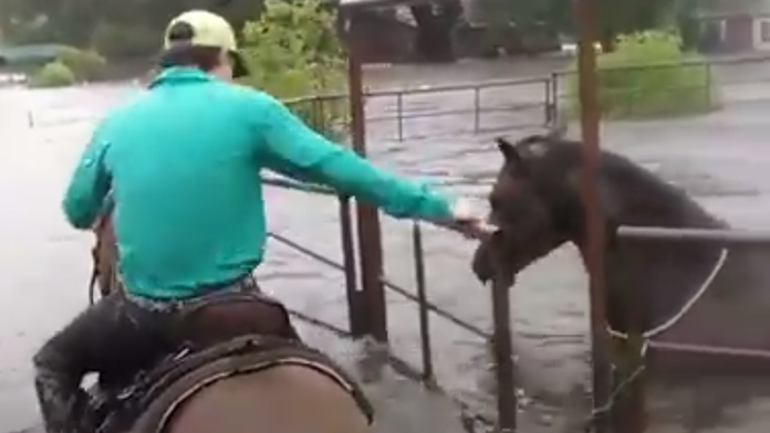 Záchrana koňa pred hurikánom Harvey.