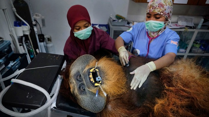 Polárny medveď s mláďaťom sa priblížili k zariadeniu vedcov. Esther Horvath získala 1. cenu v kategórii Súčasné témy (Singles).