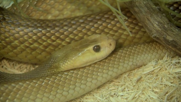 Políca sa snaží zabrániť Kataláncom v účasti na referende o nezávislosti.