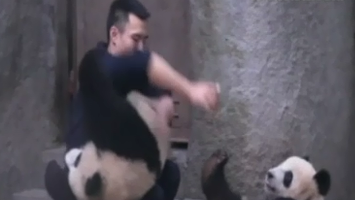 pandy.png