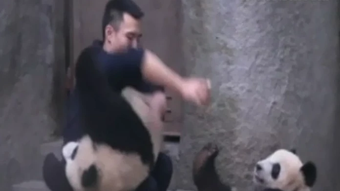 pandy.png