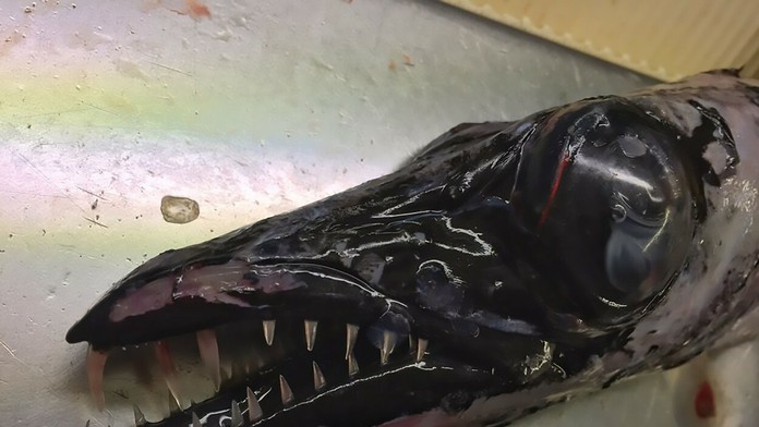 "Mám možno trochu redšie zuby, ale prekúsnu všetko"