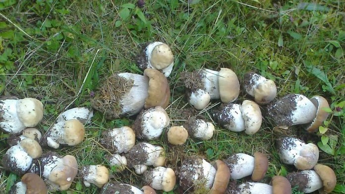 Dubáky v Čiernom Balogu
