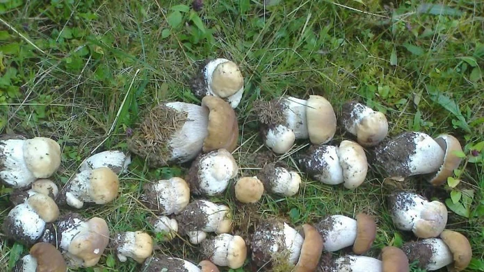 Dubáky v Čiernom Balogu
