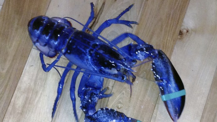 Modrý homár.