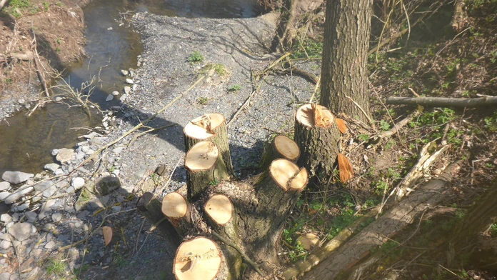 Vyrúbané stromy