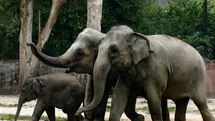 Dráma v zoologickej záhrade v Prahe: Slon zaútočil na chovateľku