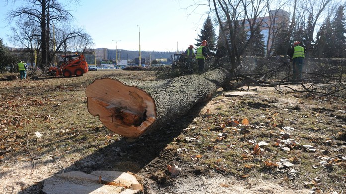 Výrub stromov - ilustračná foto