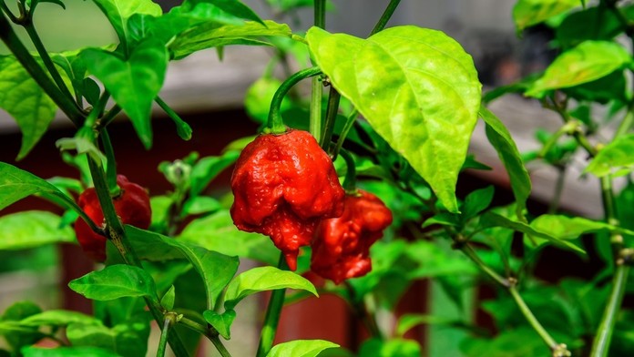 Carolina Reaper, najpálivejšiu čili papričku na svete.