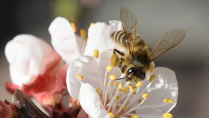 Súrodenci sa pre svoju špecifickosť rýchlo stali populárnymi. 