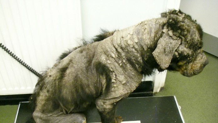 Ani špecialisti nedokázali určiť aké je to plemeno.