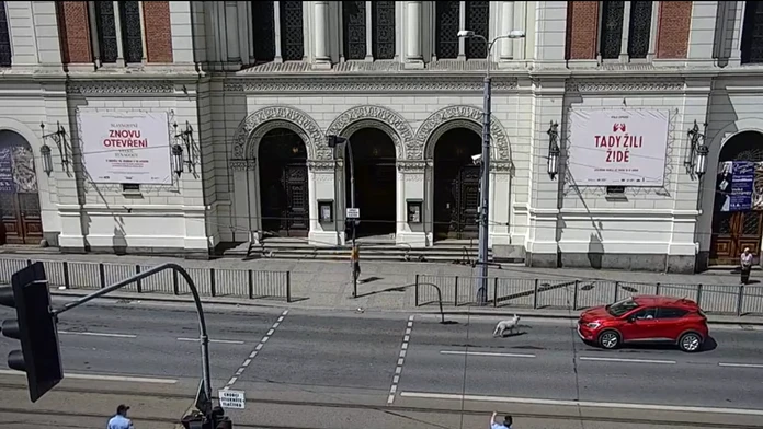 Nezvyčajná prekážka: Zatúlaná ovca zastavila dopravu v centre Plzne