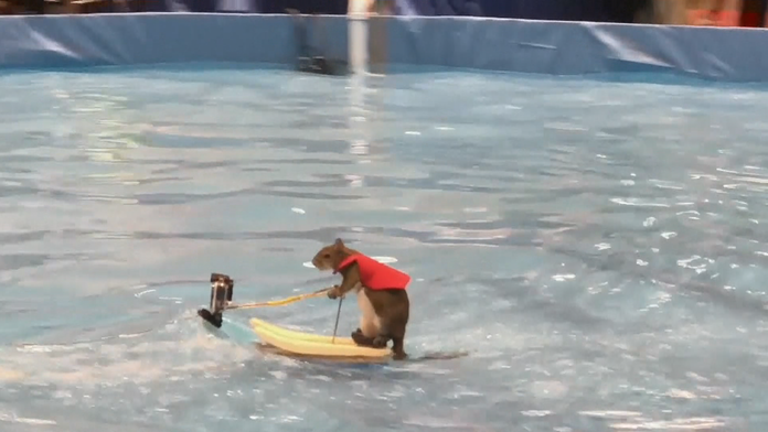 Veverička na vodných lyžiach