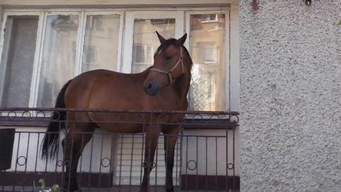 horse16n-2-web.jpg