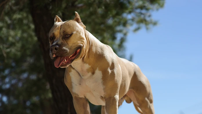 Veľkosť bežného amerického pitbulla.
