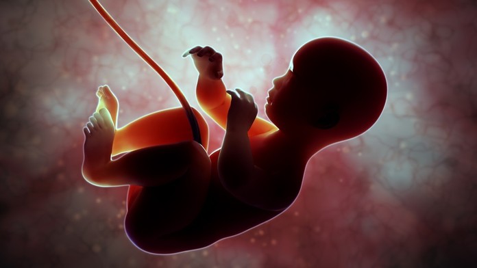 Embryo (ilustračné foto)