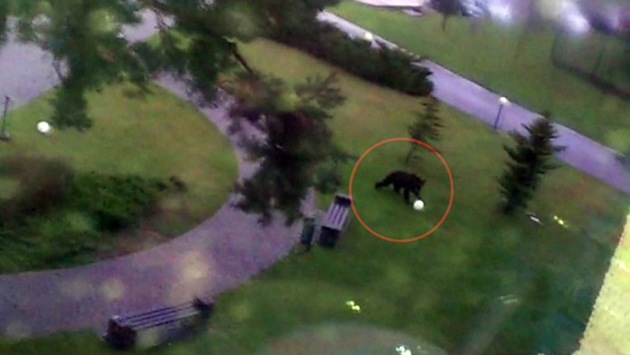 Medveď - futbalista.