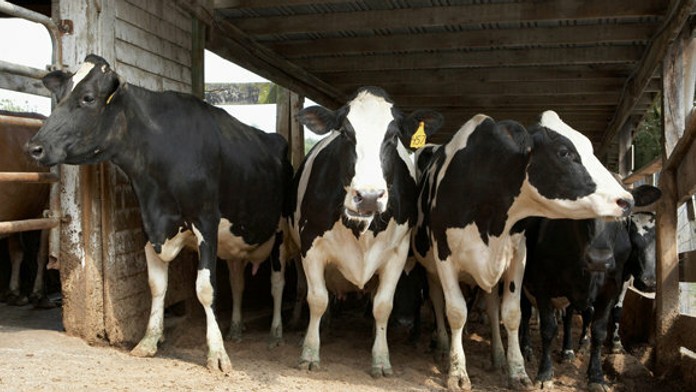 Kravy v stajni (ilustračné foto)