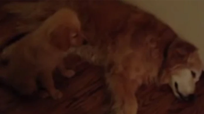 Šteňa upokojuje staršieho kamaráta