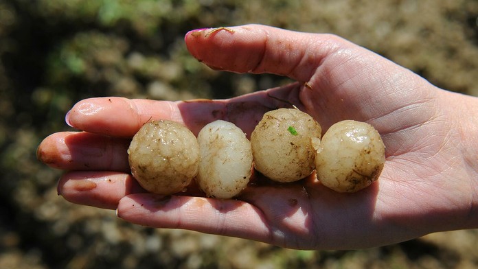 Na snímke žena v záhrade drží v ruke ľadové krúpy vo Vlkovciach po supercele