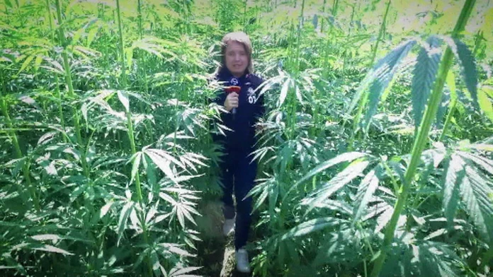 Konopa tam rastie na veľkom poli.