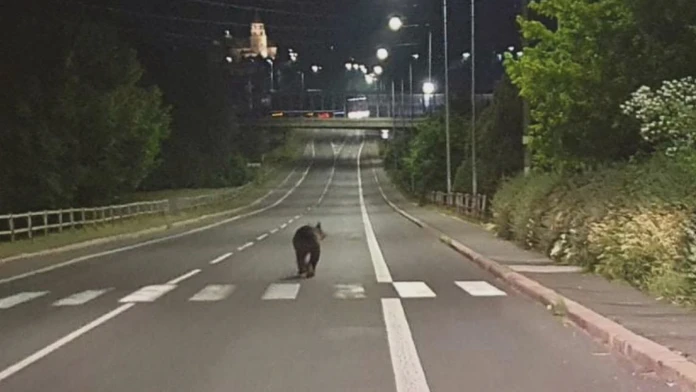 Nie je to dávno, čo fotograf zachytil šelmu, ako si vykračuje  po hlavnej ceste v Žiari nad Hronom.