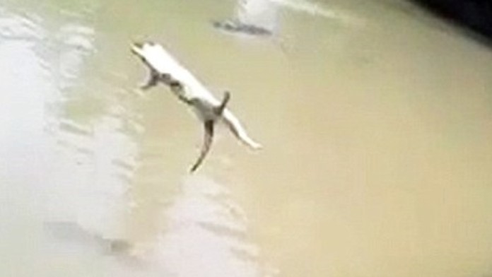 2982138900000578-3118575-Cruel_A_shocking_video_has_captured_the_moment_a_cat_was_thrown_-a-4_1433956652864.jpg
