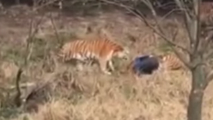 Tiger zabil muža.
