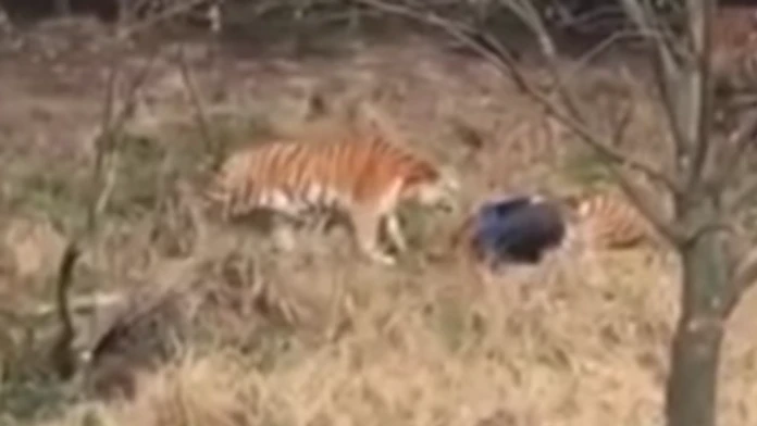 Tiger zabil muža.