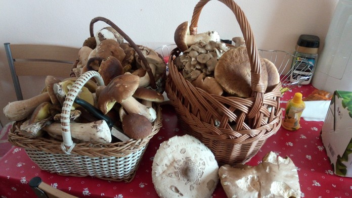 Koše plné húb