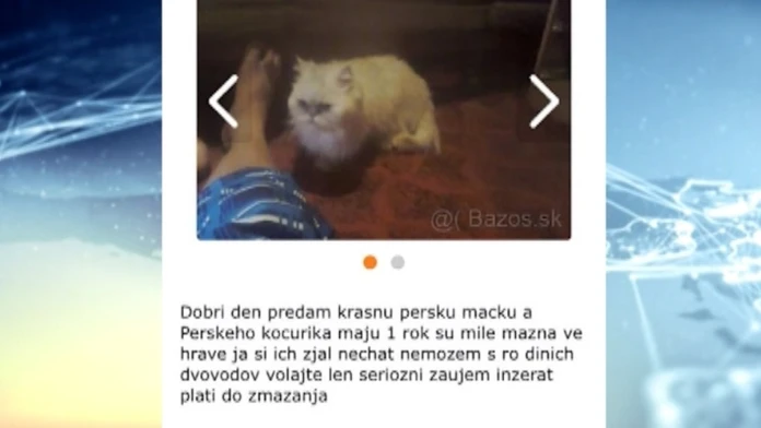 frinkoweb_jpg_bez_watermarku_1.jpg