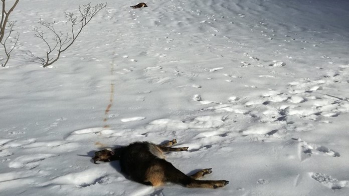 Radosť kanadských hokejistov do 20 rokov v zápase proti Slovensku.